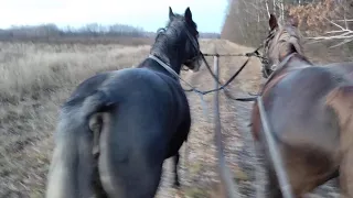 Прогулка на лошадях в запряге, еще одна.