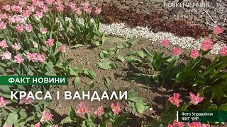 У Чернігові вандали почали красти квіти: що чекає на порушників благоустрою?