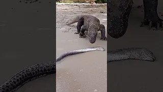 How Komodo dragons eat electric eels