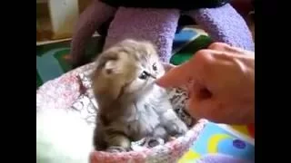 Funny And Sweet Cats