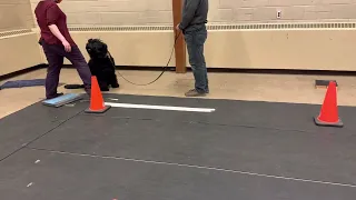 Training class - sit for examination practice Black Russian Terrier Astra