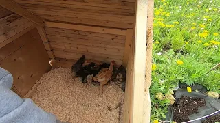 Переселение цыплят в новый мини птичник с выгулом