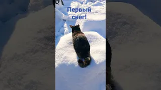 Кошка впервые увидела снег!😛🥰#shorts #funnycats