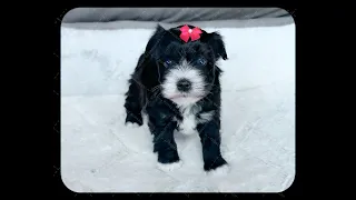 RoyalSchnauzers Small Mini Schnauzer Puppies #puppylovers #dog #miniatureschnauzer #puppyvideos