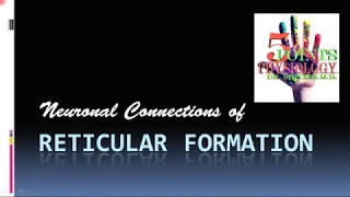 Reticular Formation 2 Neuronal Connections