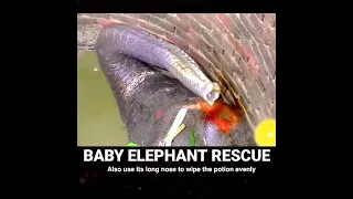 RESCUE OF A BABY ELEPHANT