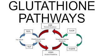 Glutathione Pathways