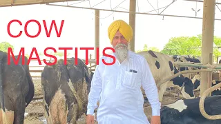 COW DISEASE - MASTATITS AND BABESIOSIS | AULAKH DAIRY FARM | RAMPURA PHUL | PUNJAB