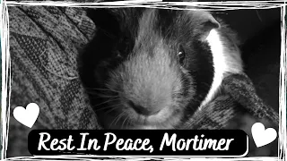 ❤️ Rest In Peace, Morti ❤️