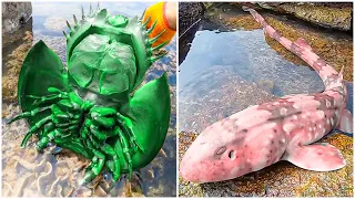 Fisherman Catching Seafood  🦑🦑🦑 Deep Sea Octopus | Tik Tok P66