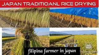 A Day Of Japanese Rice Farmer -  Japan Traditional Rice Drying | Filipina Living Countryside 🇯🇵