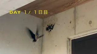 ツバメが巣を作り始めた 1日目/Swallows started to build their nest DAY 1