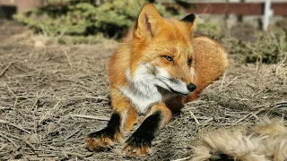 Lisa the Red Fox Gets Belly Rubs