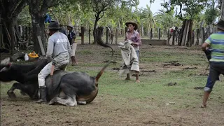 VIDEOS TRABAJO DE LLANO 1