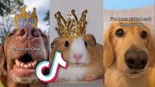 These CUTE TikTok ANIMALS will make you say AWWW...