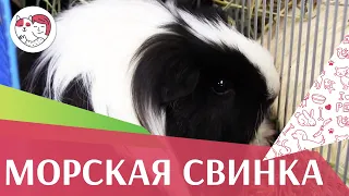 Морская свинка Содержание  на ilikepet