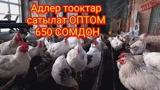 Адлерлар сатылат:0553519600.0779948948