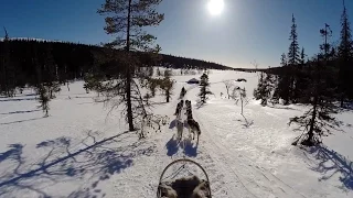 Husky Safari in Riisitunturi National Park, Lapland, Finland