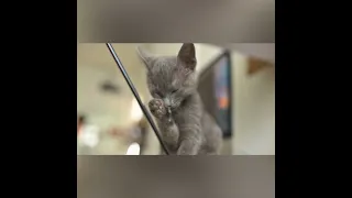 OMG So Cute 💕 Best Funny Cat Videos 2021