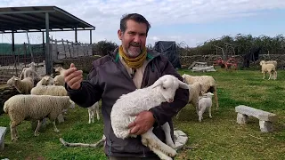 Hoy se engorrono una oveja con un corderino mellizo que no era suyo