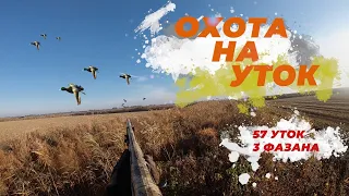 Осенняя охота на утку! Охота на утку 2019! Охота на фазана!  Duck hunting 2019