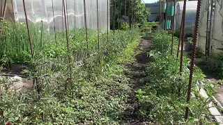Помидоры в теплице уже едим, а томаты на улице только высаживаем. Обзор огорода 30 мая.