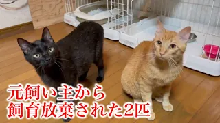 【飼育放棄＆センターに収容】まだまだ若い猫達に第二の幸せを願って