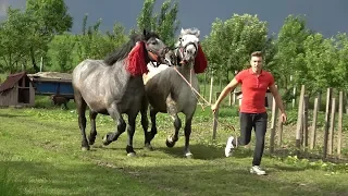 Caii lui Gabi de la Bata, Bistrita-Nasaud - 2019