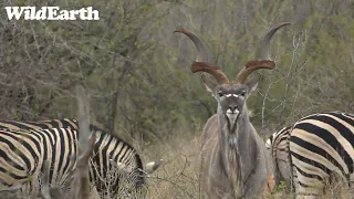 WildEarth - Sunset Safari -31 May 2023