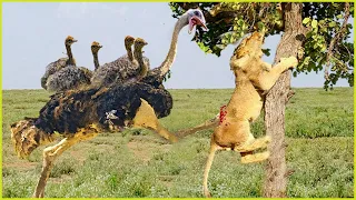 Lion Teases Ostrich To Get A Surprising End | Wild Animals Attacks