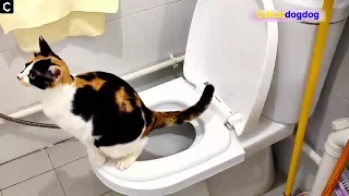 Katzen gehen auf die Toilette - Catcatdogdog # 156