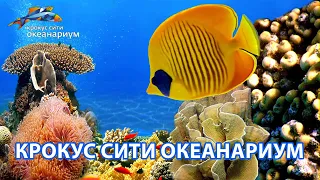 Крокус сити Океанариум обзор.