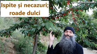 Chilia noastră: Ispite și necazuri; roade dulci - părintele Pimen Vlad