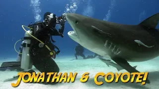 Tiger Sharks with Coyote Peterson! (Will he get bitten by a shark?)