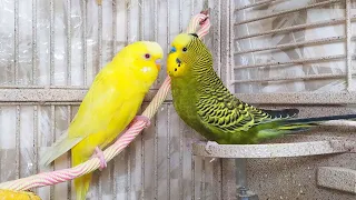 4.5 Hr Happy Parakeets Singing Eating Playing, Cute Budgies Chirping. Reduce Stress of lonely Birds