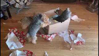 Three Yorkies Rip Amazon Box Apart