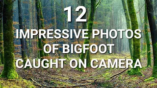 12 IMPRESSIVE PHOTOS OF BIGFOOT CAUGHT ON CAMERA