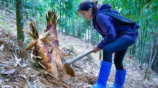 Lên Rừng Tìm Măng Đào Măng || Digging up Bamboo Shoots || Lang Lieu