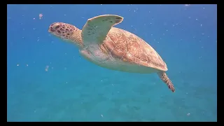 Snorkeling in Abu Dabbab bay / Hilton Marsa Alam.