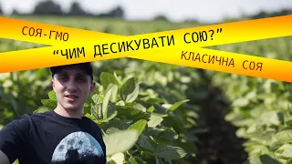 Чим провести десикацію сої ГМО та класичної сої?