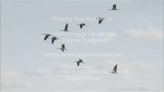 Журавли - Юрий Жуков, Томск