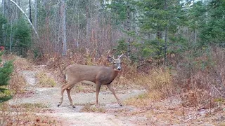 Huge Buck in Rut | Deer | Coyote | Trail Cam | Maine Wildlife Trail Video week ending 11.6.2020