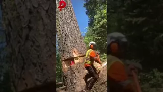 Cutting tree