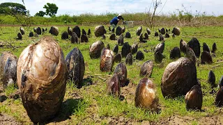 Wow so amazing ! a fisherman dig big clams at side of river when dry water near the village today