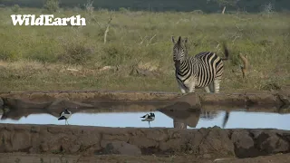 WildEarth - Sunrise Safari - 01 May 2023