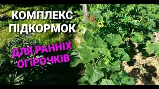 РАННІ ОГІРОЧКИ на дачі. Підкормки огірків під час плодоношення