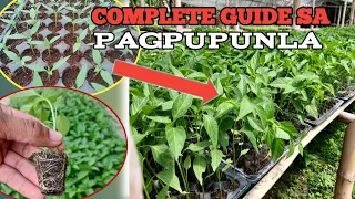 Complete Guide sa Pagpupunla ng Sili