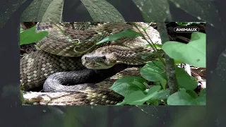 A la recherche du mystérieux serpent Documentaire (nature) sud-américain.