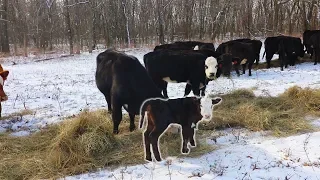 First Calf is On the Ground!