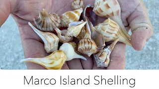 Looking for Sea Shells at Low Tide. Bucket List Shell Found in Marco Island!